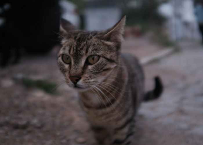 🌂 封丘疫情,封丘疫情防控指挥部强制措施公告