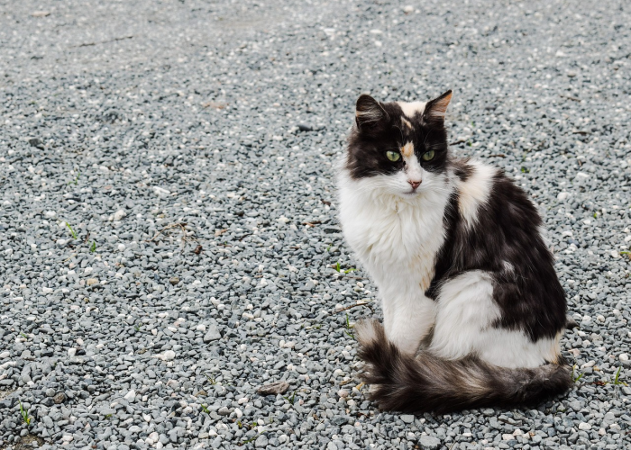 今日西安疫情公布(今日西安疫情) 今日西安疫情公布(今日西安疫情)