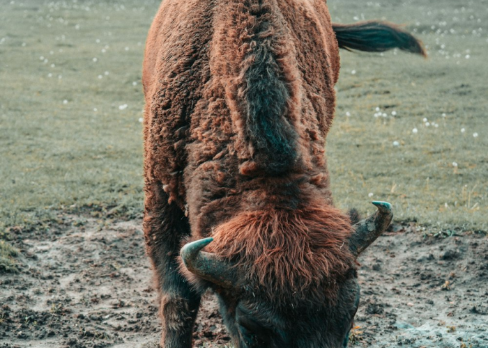 福建莆田至少已形成4代传播 → 福建莆田传染源