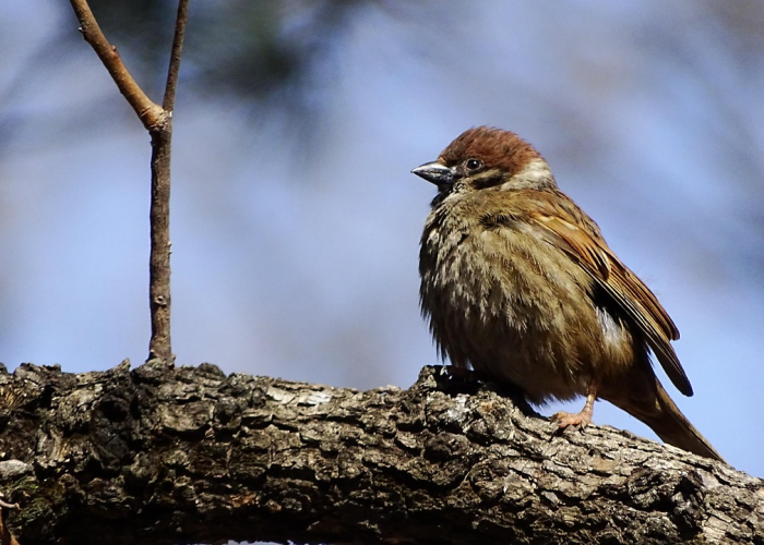 甘肃新增1例无症状感染者(甘肃新增本土无症状61例)